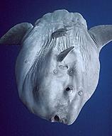 Click image for larger version

Name:	mola-mola-3.jpg
Views:	0
Size:	89.9 KB
ID:	1331408