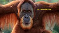 Click image for larger version

Name:	Trump-Orang Utan-2.jpg
Views:	0
Size:	376.4 KB
ID:	1455550