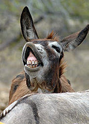 Click image for larger version

Name:	ugly-donkey.jpg
Views:	0
Size:	19.6 KB
ID:	2268610