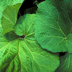 Click image for larger version

Name:	butterbur-steven-foster-square.jpg
Views:	0
Size:	103.4 KB
ID:	2389733