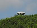 Click image for larger version

Name:	ufo.jpg
Views:	18
Size:	37.7 KB
ID:	315801
