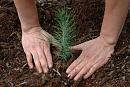 Click image for larger version

Name:	normal_tree_planting_XOXZ.jpg
Views:	522
Size:	59.6 KB
ID:	569158