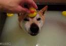 Click image for larger version

Name:	1398016638_dog_is_happy_with_rubber_duck_on_his_head.gif
Views:	475
Size:	1.89 MB
ID:	602389
